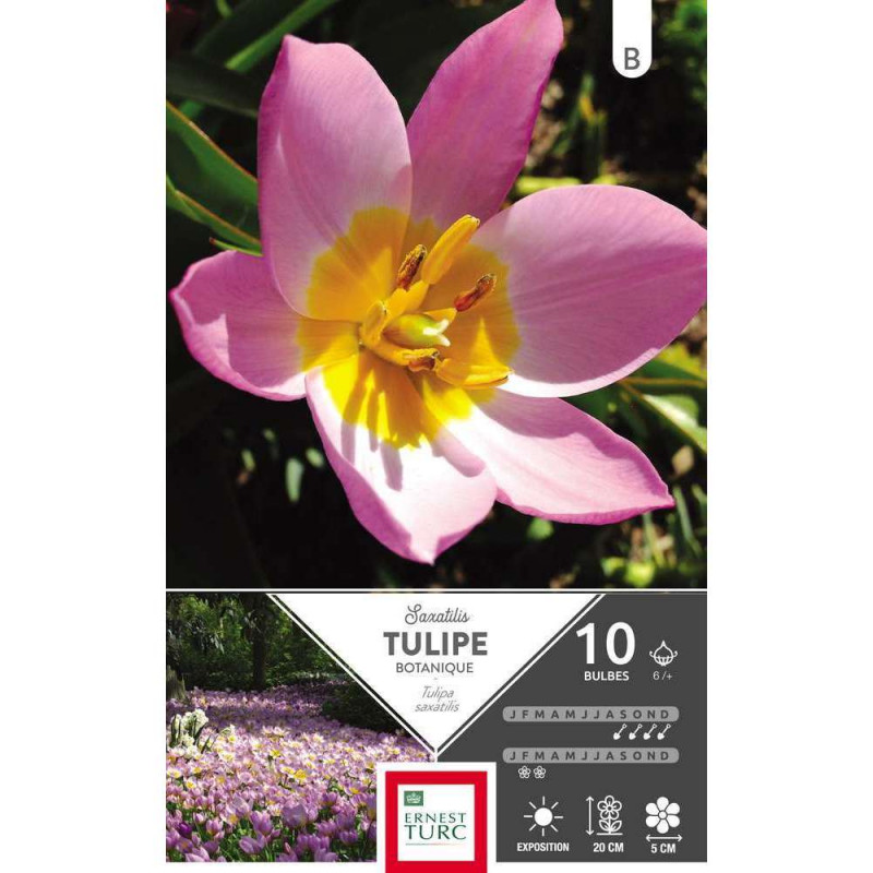 Tulipe Saxatilis