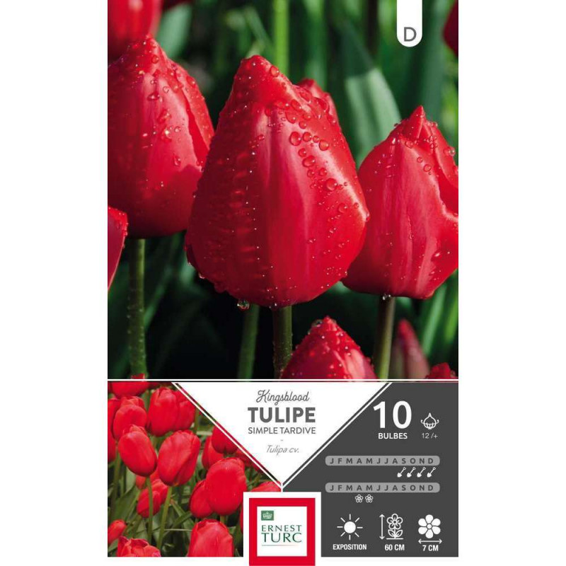 Bulbes de tulipes simples tardives 'Kingsblood' -