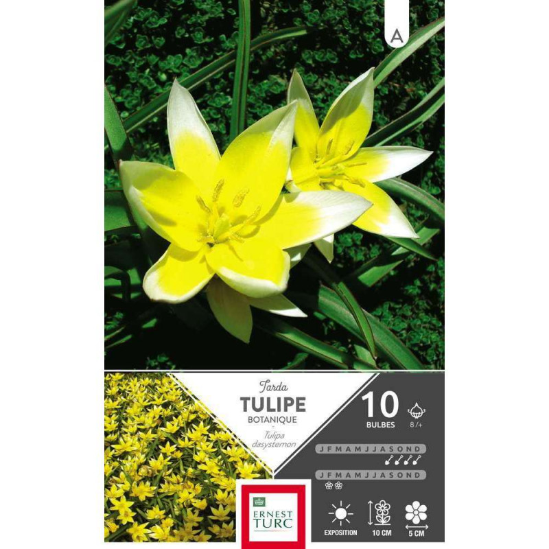 Tulipe Tarda