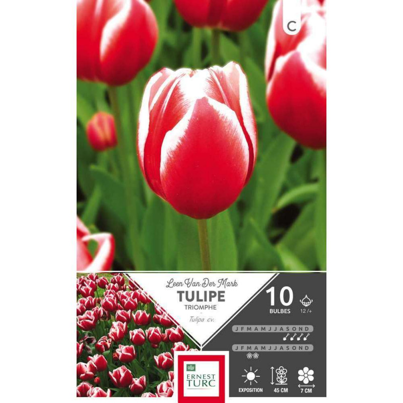 Bulbes de tulipes triomphe - x10