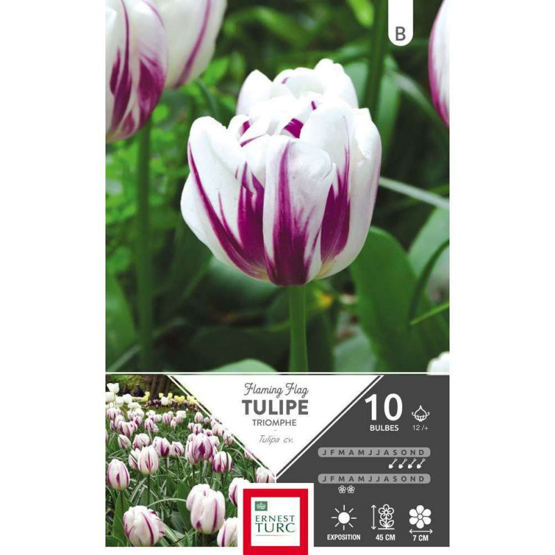 Bulbes de tulipes triomphe 'Flaming Flag' - x10
