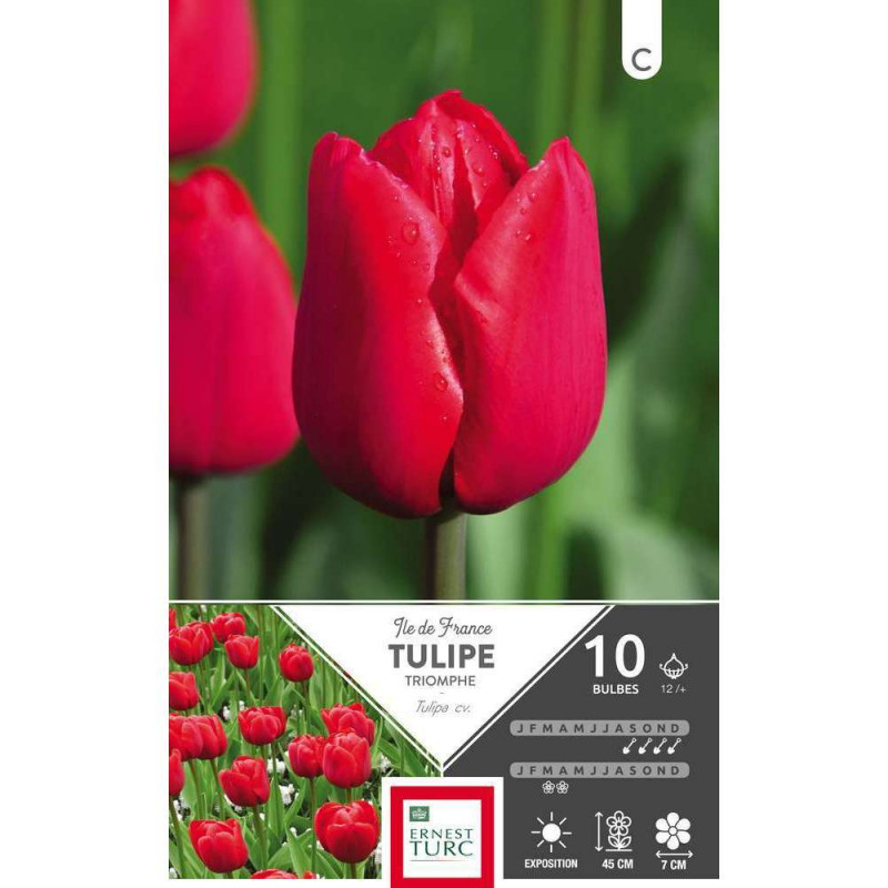 Bulbes de tulipes triomphe 'Ile de France' - x10