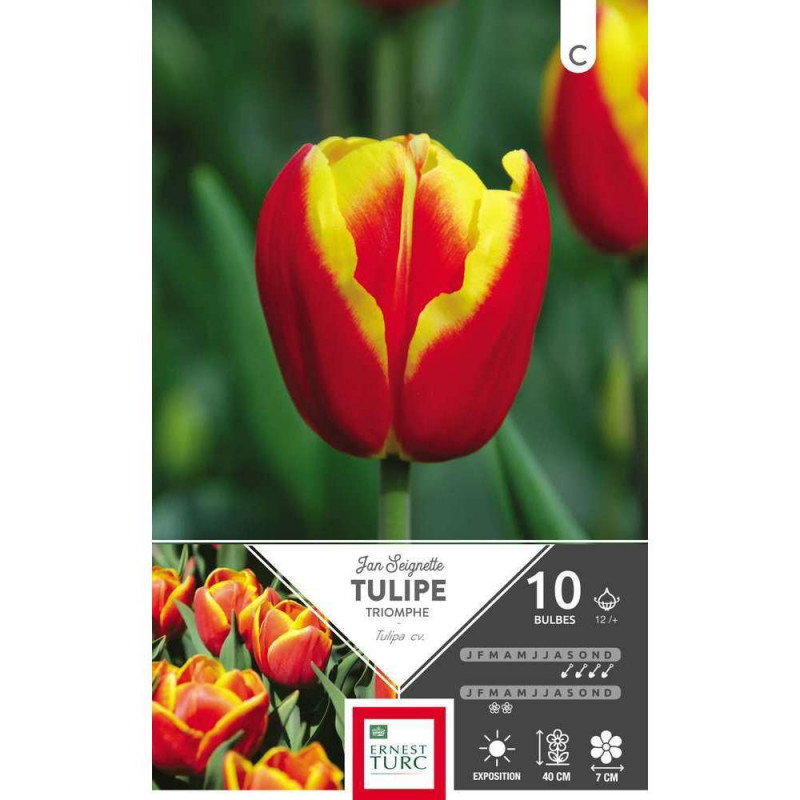 Bulbes de tulipes triomphe 'Jan Seignett' - x10