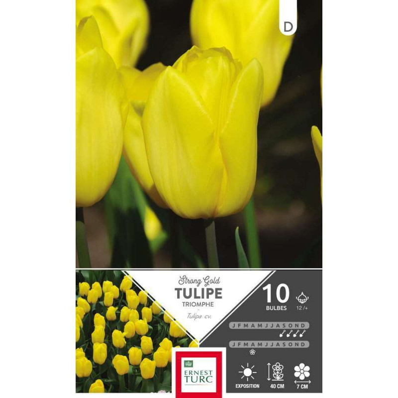 Tulipe Strong Gold