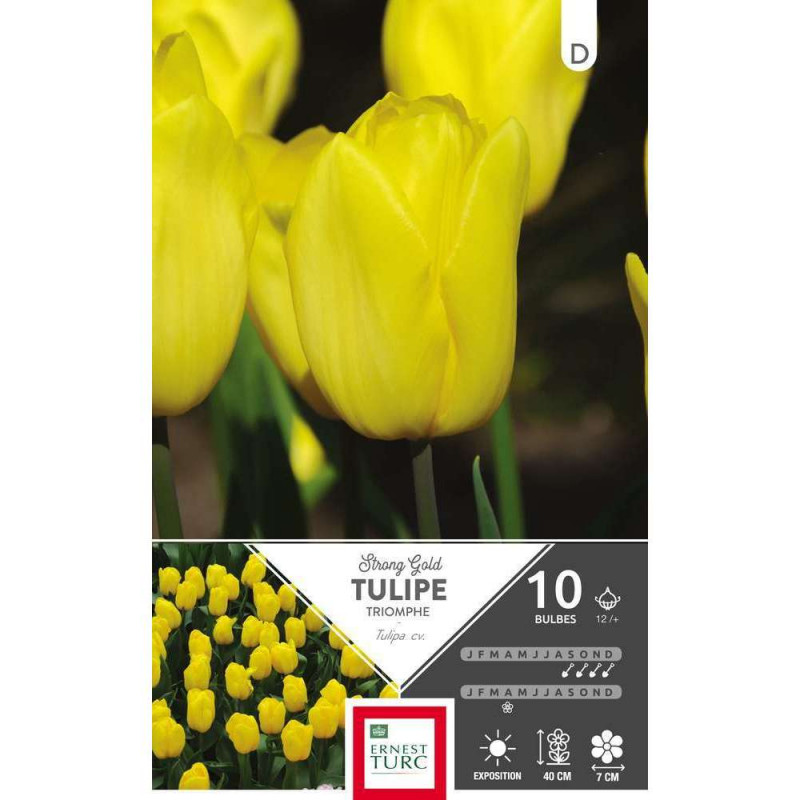 Bulbes de tulipes triomphe 'Strong Gold' - x10