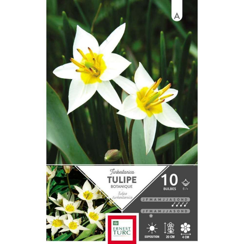 Tulipe turkestanica