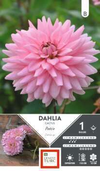 Dahlia Cactus Poesie I X1