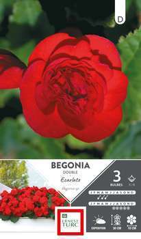 Begonia double Ecarlate 5/6 X3
