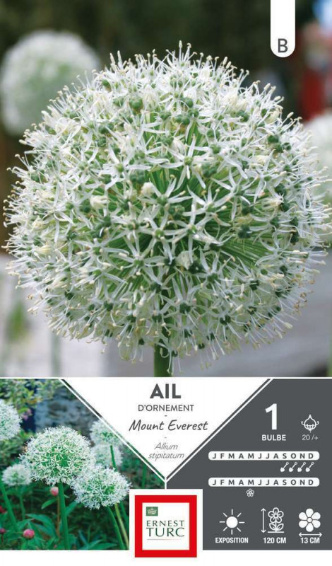 Allium  Mount Everest : cal. 20+