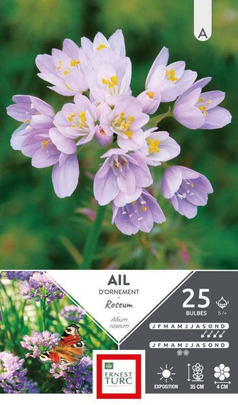 Allium Court Roseum cal.5 + X25