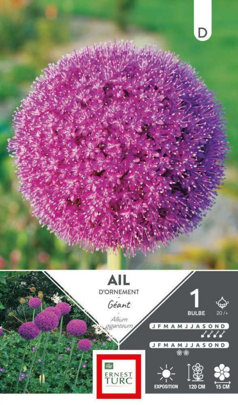 Allium Haut Giganteum : cal. 20+