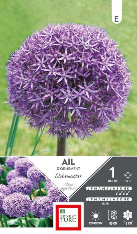 Allium Haut Globemaster : cal. 20+