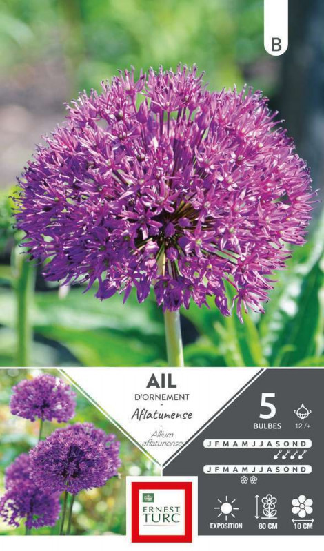 Allium Haut Aflatunense : cal.12+ x5