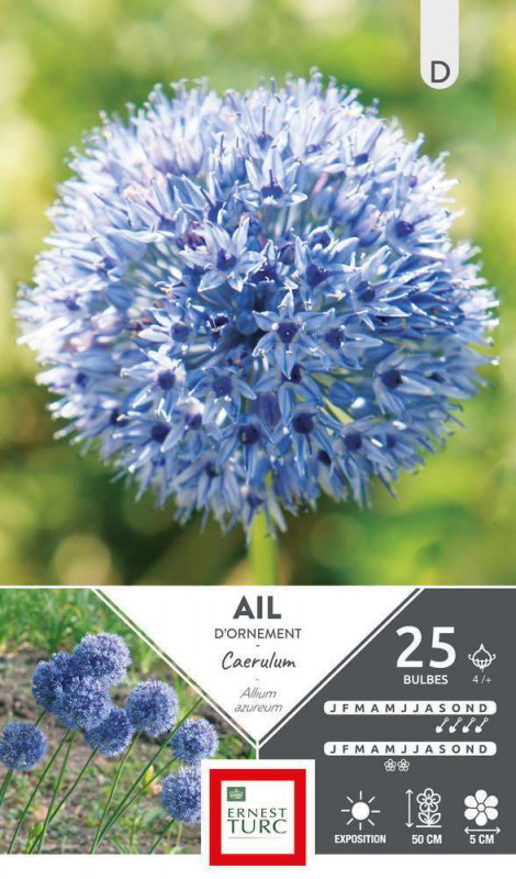 Allium Caeruleum : cal. 4+ x 25