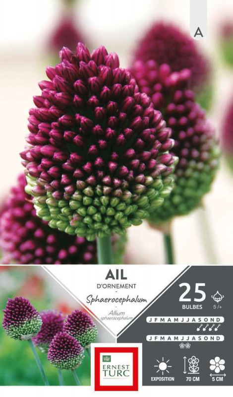 Allium sphaerocephalum  : cal.5+ X25