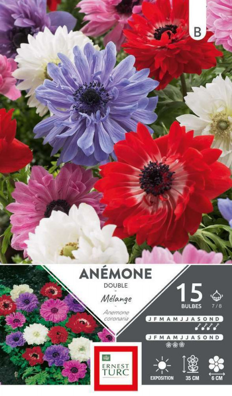 Bulbes d'anemones doubles 'Sainte Brigitte' - x15