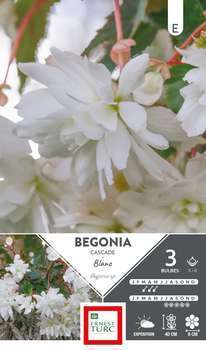 Bulbes bégonia cascade blanc 5/6 x3
