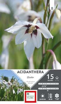 Bulbes Acidanthera Bicolor x15 8/10