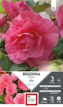 Bulbes bégonia double rose 5/6 x3