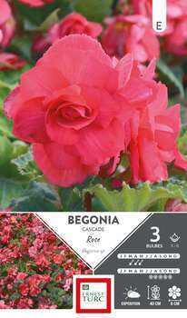 Bulbes x3 Bégonia Cascade Rose 5/6