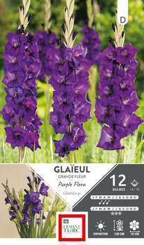 Bulbe x12 Glaïeul grde Fleur Purple 14/16