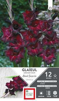 Bulbe x12 Glaïeul grde Fleur black surp 14/16