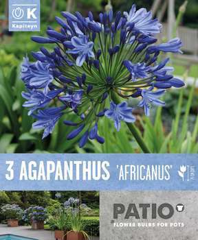 Agapanthe africanus bleu x3 cal.1