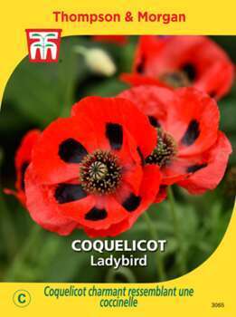 Coquelicot ladybird