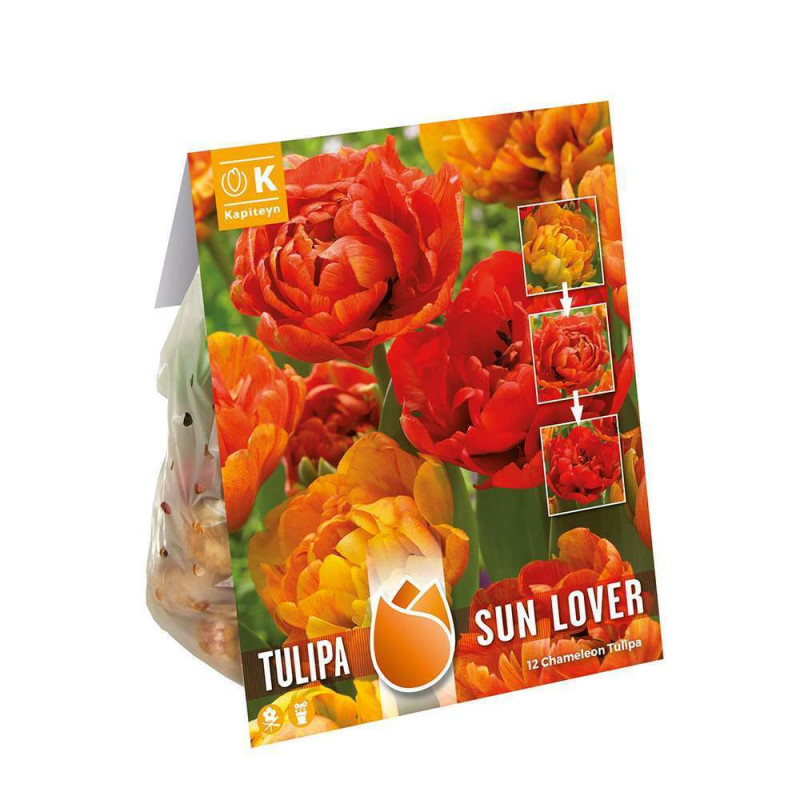 Bulbes de Tulipe Double Sun Lover 12/+ X12