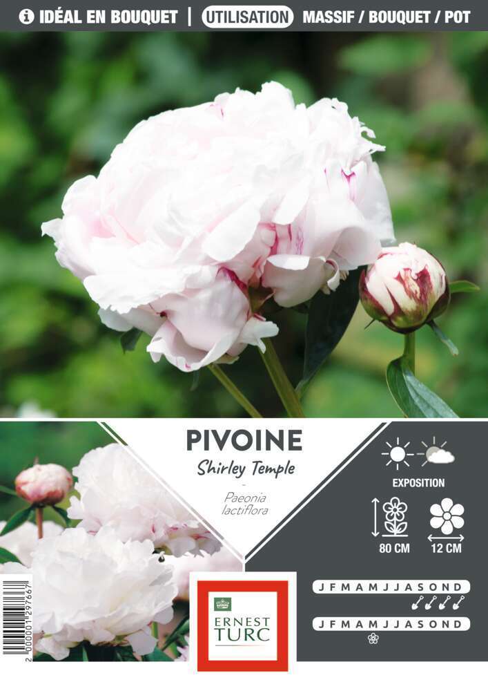 Pivoine Shirley Temple : blanche, 1 bulbe - Truffaut-Barentin