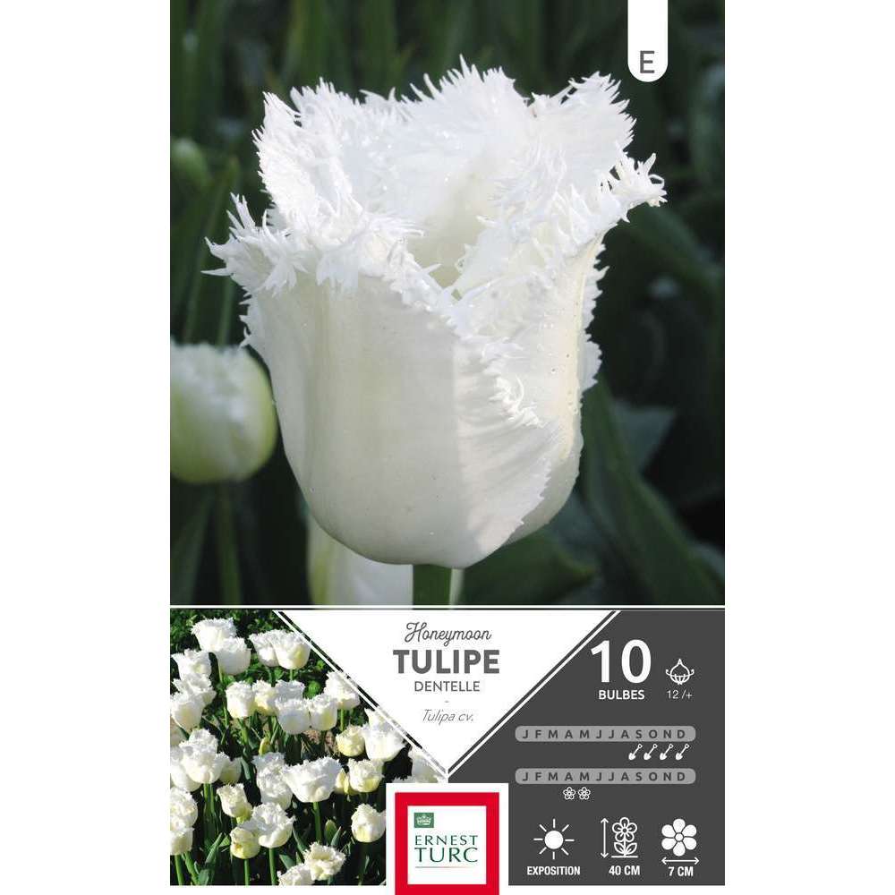 Tulipe dentelle Honeymoon 12/+ : 10 bulbes - Truffaut-Barentin