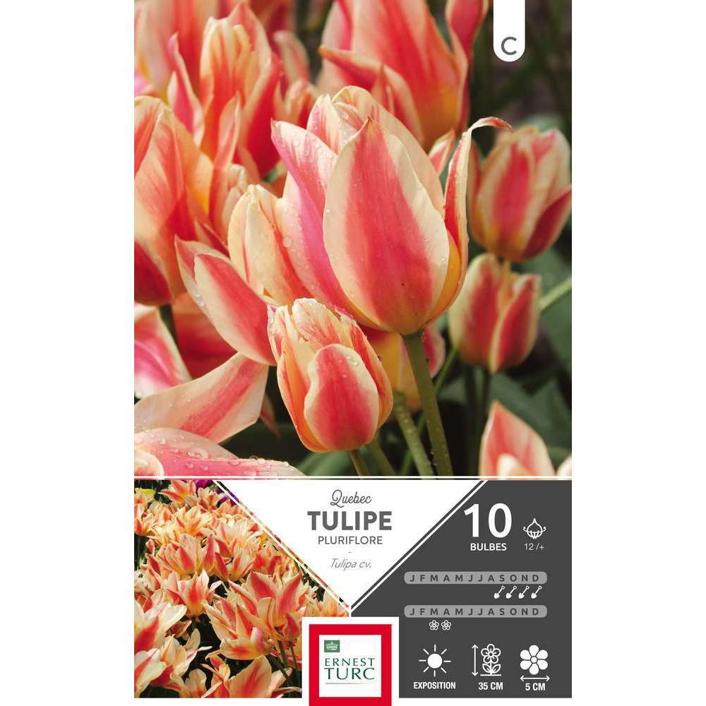 10 Tulipes Quebec