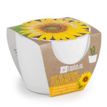 Pot céramique : graines tournesol