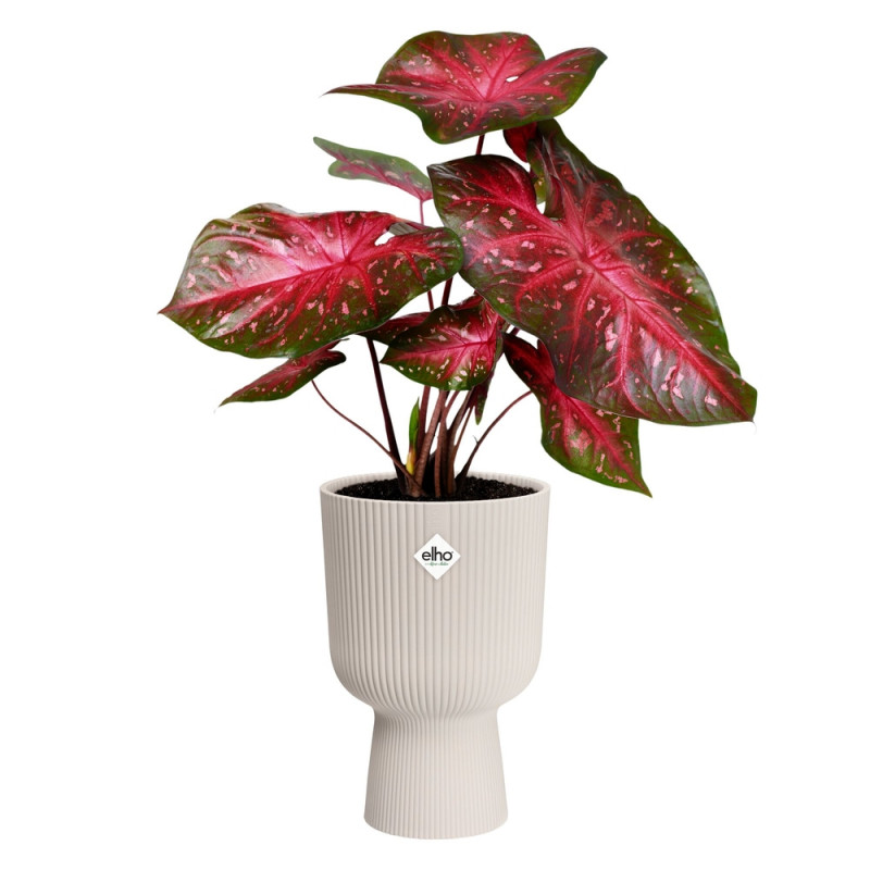 Coupe Vibes Fold, coloris blanc lin - D. 30cm