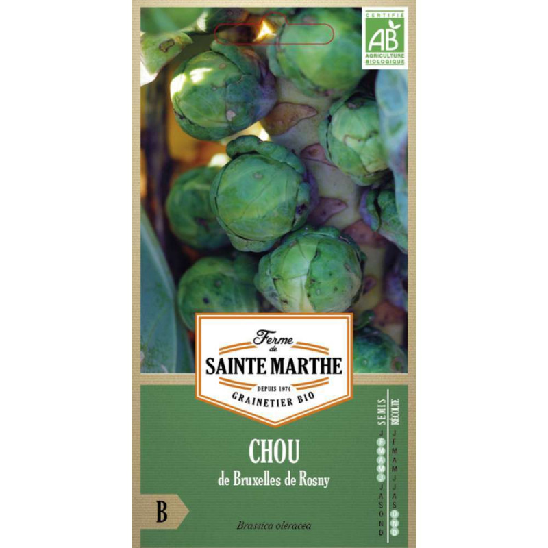 Graines de Chou de ruxelles de Rosny