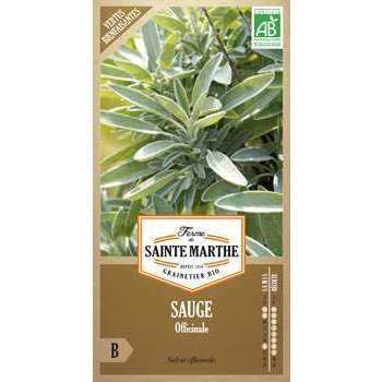 Sauge Officinale