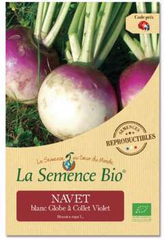 Graines potagères navet Blanc Globe à Collet Viole