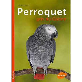 Perroquet gris du Gabon