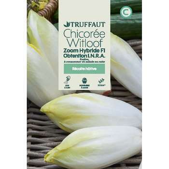 Graines de chicorée witloof zoom hybride F1 en sac