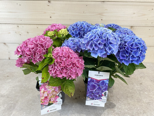 HYDRANGEA floraison programmée C.5L RC