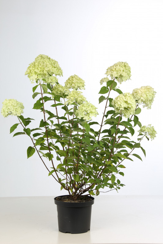 HYDRANGEA PANICULATA C5L