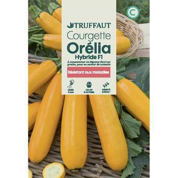 Courgette Orelia HF1 : En sachet