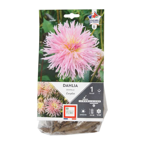 Bulbe de Dahlia Dentelle Eurydice