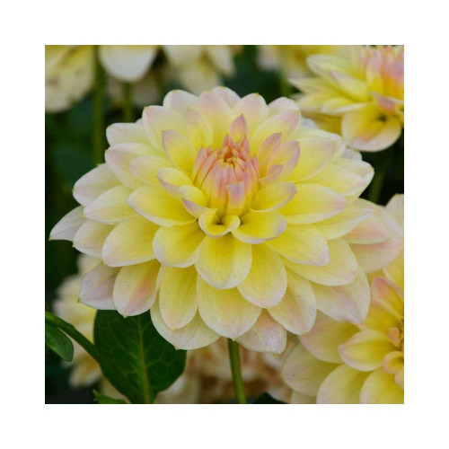 Bulbe de Dahlia Buisson Calin