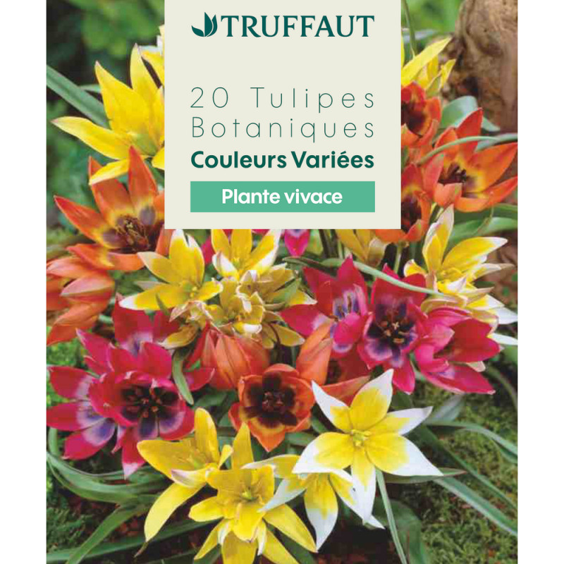 Bulbes de Tulipes variétés botaniques en étoile 20