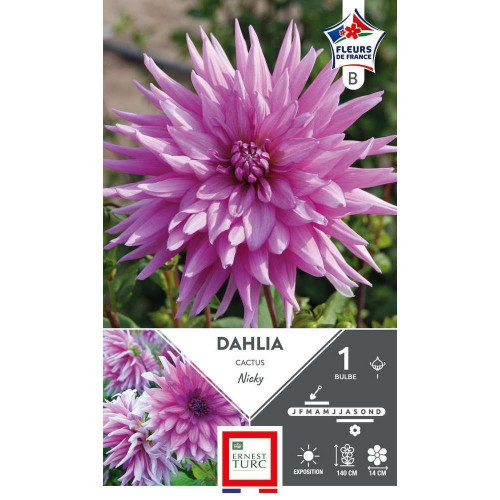 Bulbe de Dahlia cactus Nicky I x 1