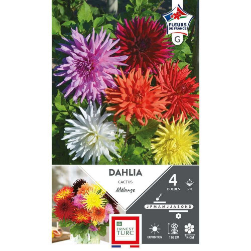 Bulbe de Dahlia cactus mélange I/II x 4