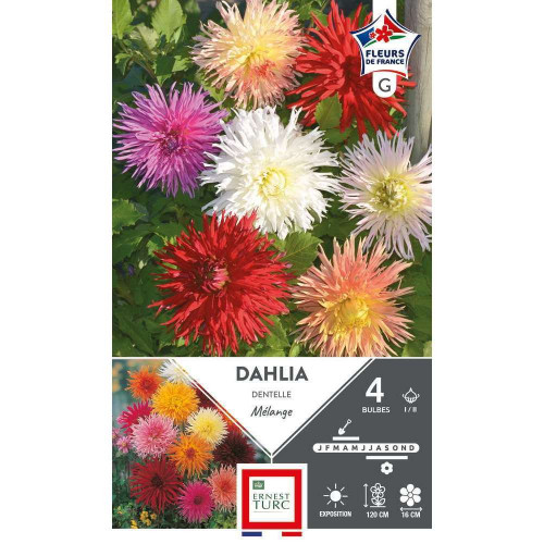Bulbe de Dahlia dentelle mélange I/II x 4