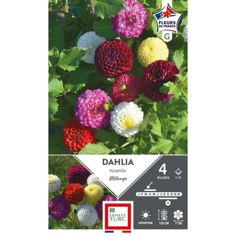 Bulbe de Dahlia pompon mélange I/II x 4