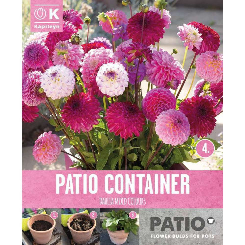 Bulbes à fleurs Dahlia Pompon Sorbet